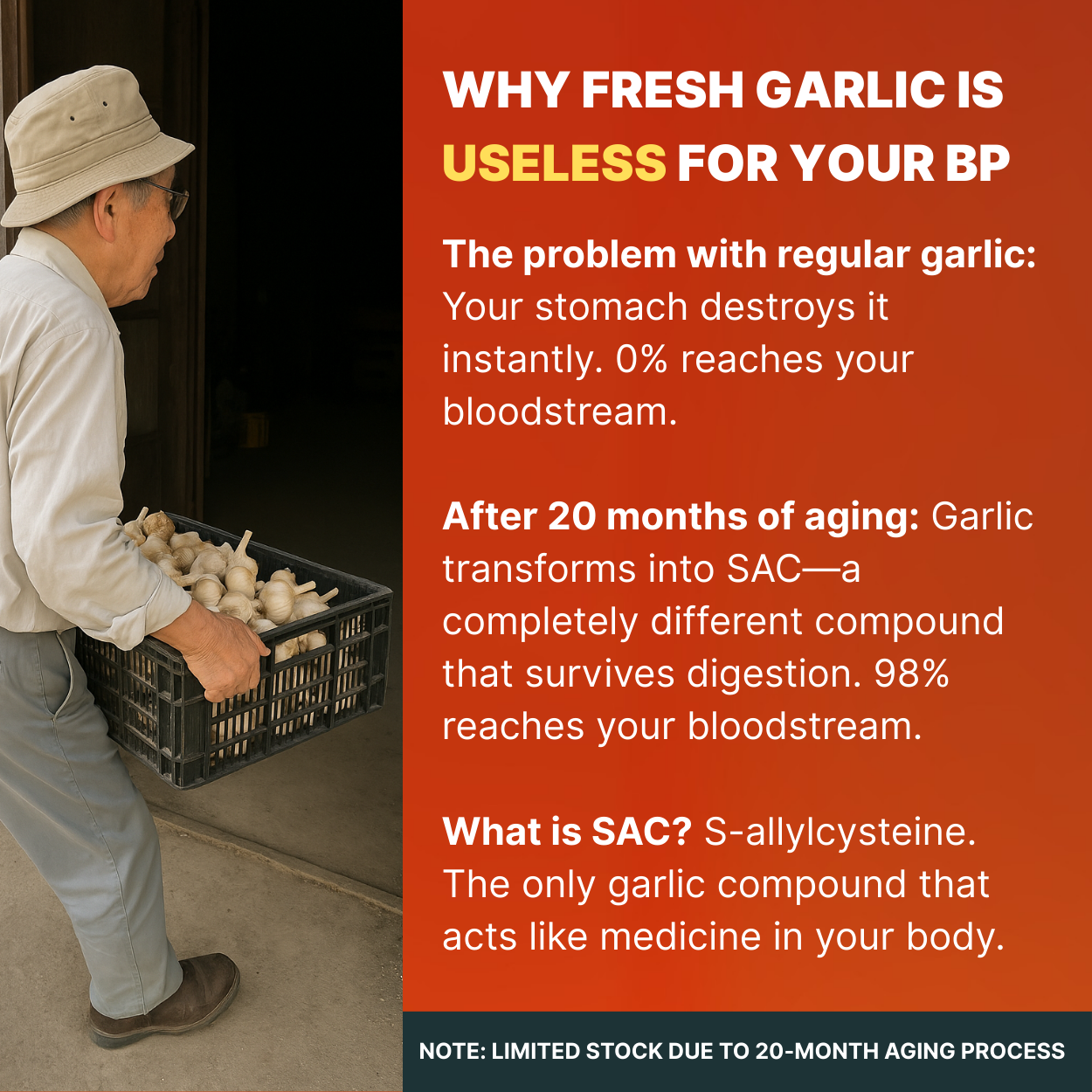 Blood Pressure Supplement - Aged Garlic Extract 7500mg - Odorless - AlchemAge - 30 Day Supply